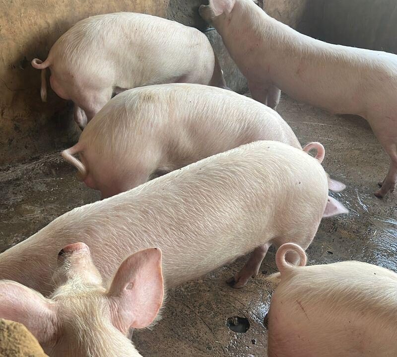 🐖 PIGS FOR SALE IN KUMASI 🐖